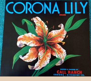 corona lily