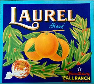 laurel