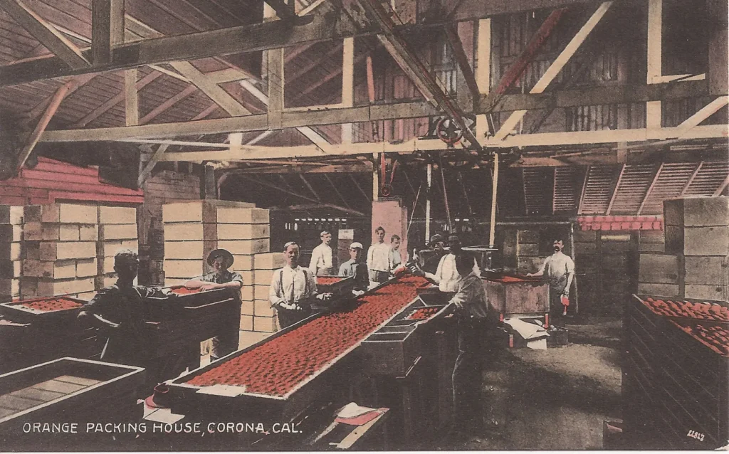Workers in orange packing house, Corona, California.